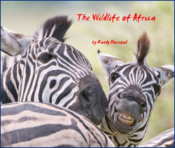 Safari-South Africa